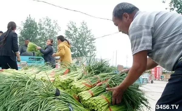 科技重塑聊城大蒜產(chǎn)業(yè)，最新價格與前沿生活體驗